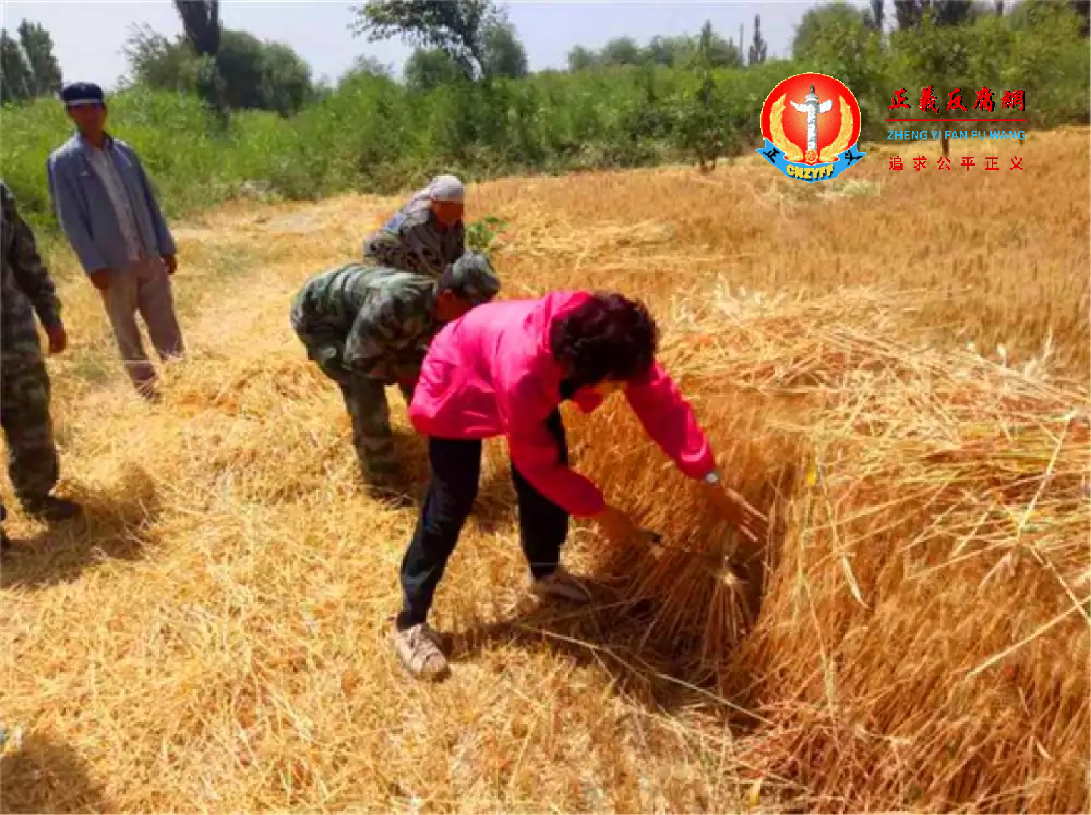 农民在麦田里收割小麦。.png