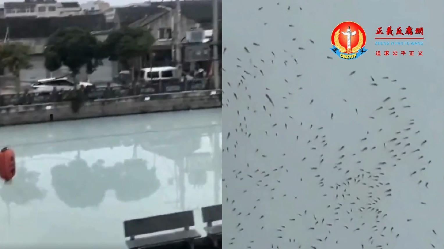 2026年6月7日，浙江瑞安市一条河流的河水变成了“牛奶河”，有大量鱼儿浮出水面。.jpg